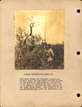 A black mangrove - 150 years old