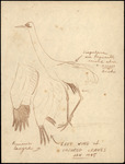 Sketch of injured Whooping Crane by Robert Porter Allen