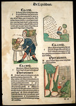 Leaf from hortus sanitatis Catalogue 22 by University of South FloridaTampa Campus Library