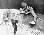 Circus Performer with Four Lions by Unknown