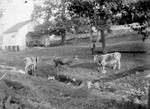 Three cows and an African American man stand in a small pasture by a stream and outbuilding