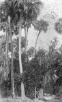 Cabbage palms near Lake Apopka by C. H. Stokes