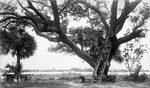 Live oak on Caladesi Island