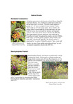 Plants from Los Llanos: Supporting materials: Notes, 2006 by Monteverde Institute