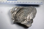 Specimen USF 00007 Stromatolite by Brian Andres