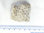 Specimen USF 06108 Coral