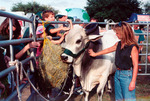 Brahman bull at USF, c.1995