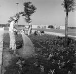Volunteers planting trees on Tampa campus in 1964 by University of South Florida
