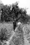 Library employees explore wilderness on the still-undeveloped campus, c.1955 by University of South Florida