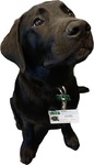 Conway, Center for Innovative Teaching and Learning Service Dog by Center for Innovative Teaching and Learning (CITL)