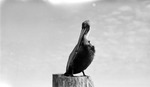 Brown pelican on a wooden piling