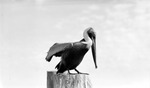 Brown pelican on a wooden piling