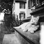 Bulletin board photo of photo of cat on front steps of house