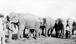 Four elephants lined up, with handlers by Francis G. Wagner and Nelson Poynter Memorial Library