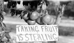 Clump of several grapefruit hanging above sign "taking fruit is stealing" by Francis G. Wagner and Nelson Poynter Memorial Library