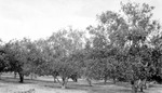 Grapefruit trees by Francis G. Wagner and Nelson Poynter Memorial Library