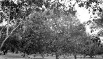 Grapefruit trees by Francis G. Wagner and Nelson Poynter Memorial Library