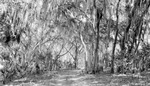 Dirt road through forest of Spanish moss and slender trees including palm trees by Francis G. Wagner and Nelson Poynter Memorial Library