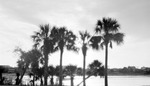 Houses along waterfront, seen across water from island or pier with different-sized palm trees by Francis G. Wagner and Nelson Poynter Memorial Library