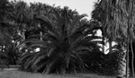 Cluster of palm trees, other trees in background by Francis G. Wagner and Nelson Poynter Memorial Library