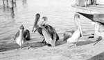 Four pelicans at a marina in front of a boat named Apalachicola by Francis G. Wagner and Nelson Poynter Memorial Library