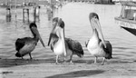 Four pelicans at a marina in front of a boat named Apalachicola by Francis G. Wagner and Nelson Poynter Memorial Library