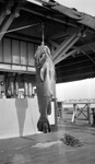 Hanging jewfish by Francis G. Wagner and Nelson Poynter Memorial Library