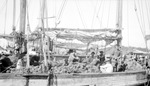 Crowded dock in Tarpon Springs; boats, men, small sponges by Francis G. Wagner and Nelson Poynter Memorial Library