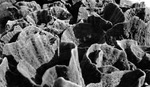 Close-up of large sponges that resemble rocks
