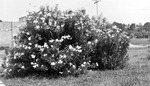 Large bush with flowers; part of brick market in background by Francis G. Wagner and Nelson Poynter Memorial Library