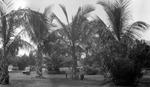 Park. benches, palm trees, other foliage; building barely visible in background by Francis G. Wagner and Nelson Poynter Memorial Library