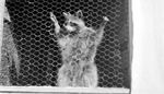 Raccoon standing in a wire cage (Sunken Gardens) by Francis G. Wagner and Nelson Poynter Memorial Library