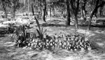 Many clay pots and scallop shells arranged in a rectangular mound amid grass, foliage, trees by Francis G. Wagner and Nelson Poynter Memorial Library