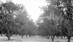 Neat rows of grapefruit trees by Francis G. Wagner and Nelson Poynter Memorial Library