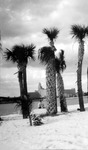 Man in tank top and shorts sitting under palm trees, Vinoy Hotel in background by Francis G. Wagner and Nelson Poynter Memorial Library