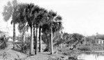 Lake surrounded by houses, hex block sidewalk, grass, palm trees, man standing at side, another man kneeling, tower in distance by Francis G. Wagner and Nelson Poynter Memorial Library