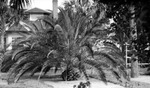 Lush palm tree in front of partially visible large multi-story brick house with chimney by Francis G. Wagner and Nelson Poynter Memorial Library
