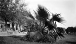 Lush palm tree in front of partially visible house with low stone wall and bench by Francis G. Wagner and Nelson Poynter Memorial Library
