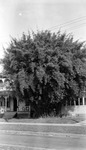 Lush tree in front of partially visible houses with siding and latticework under porches by Francis G. Wagner and Nelson Poynter Memorial Library