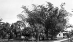 Lush trees including palm trees in front of small partially visible houses, sidewalk, fire hydrant by Francis G. Wagner and Nelson Poynter Memorial Library