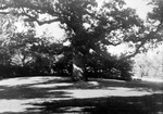Large tree rising from grass by Francis G. Wagner and Nelson Poynter Memorial Library