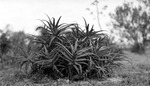 Plant with long, point-edged leaves by Francis G. Wagner and Nelson Poynter Memorial Library