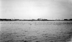 Pier with Spa, Museum of History, other structures seen from Tampa Bay; many birds by Francis G. Wagner and Nelson Poynter Memorial Library