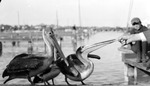 Man's hand feeding three pelicans, man with hat and marina in background by Francis G. Wagner and Nelson Poynter Memorial Library