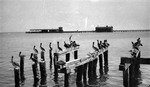 Pier with water tower, many pelicans in foreground by Francis G. Wagner and Nelson Poynter Memorial Library