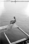 Pier life: pelican on bench that says "food for all birds sold at bait house" by Francis G. Wagner and Nelson Poynter Memorial Library