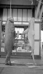 Jewfish and shark hanging in front of tobacco store on Pier by Francis G. Wagner and Nelson Poynter Memorial Library