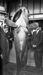Rear of hanging jewfish with men standing around it by Francis G. Wagner and Nelson Poynter Memorial Library