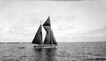 Sailboat and passengers plus rowboat on Tampa Bay, other sailboats in background by Francis G. Wagner and Nelson Poynter Memorial Library
