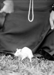 Irma's white rat in grass, woman kneeling behind it wearing black and pearls-possibly Mattie by Francis G. Wagner and Nelson Poynter Memorial Library
